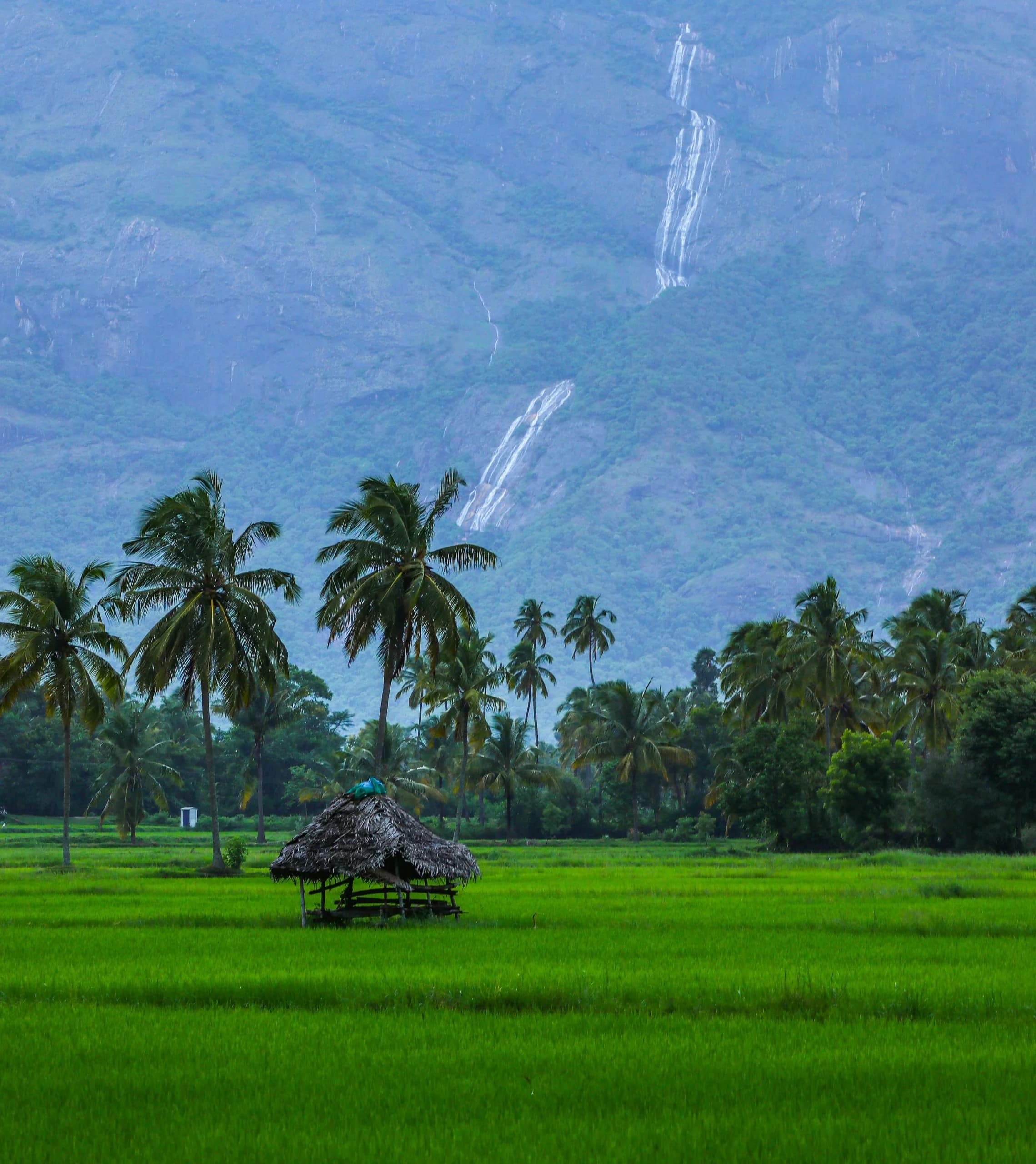 Special Kerala