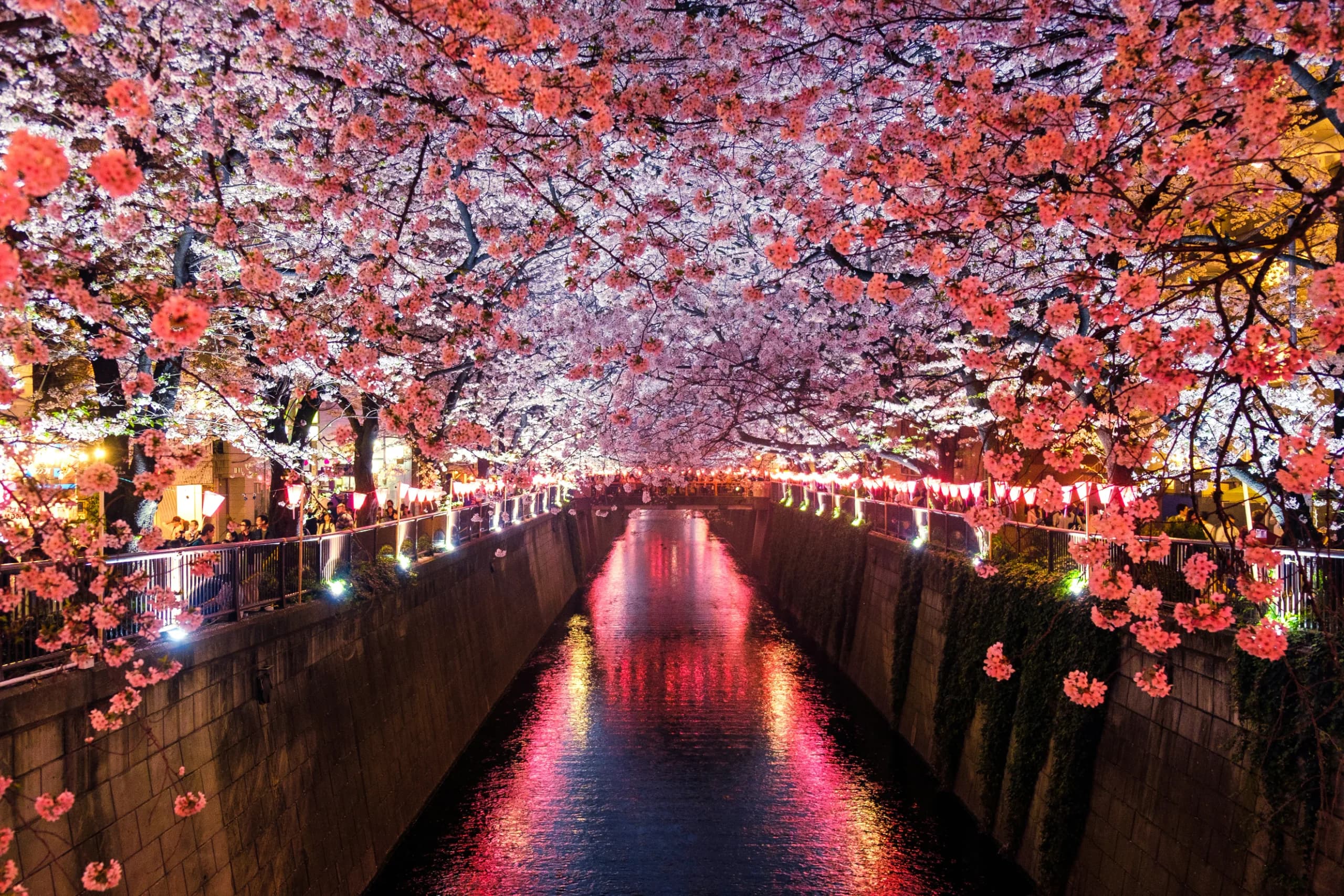 Japan - Land of Cherry Blossom