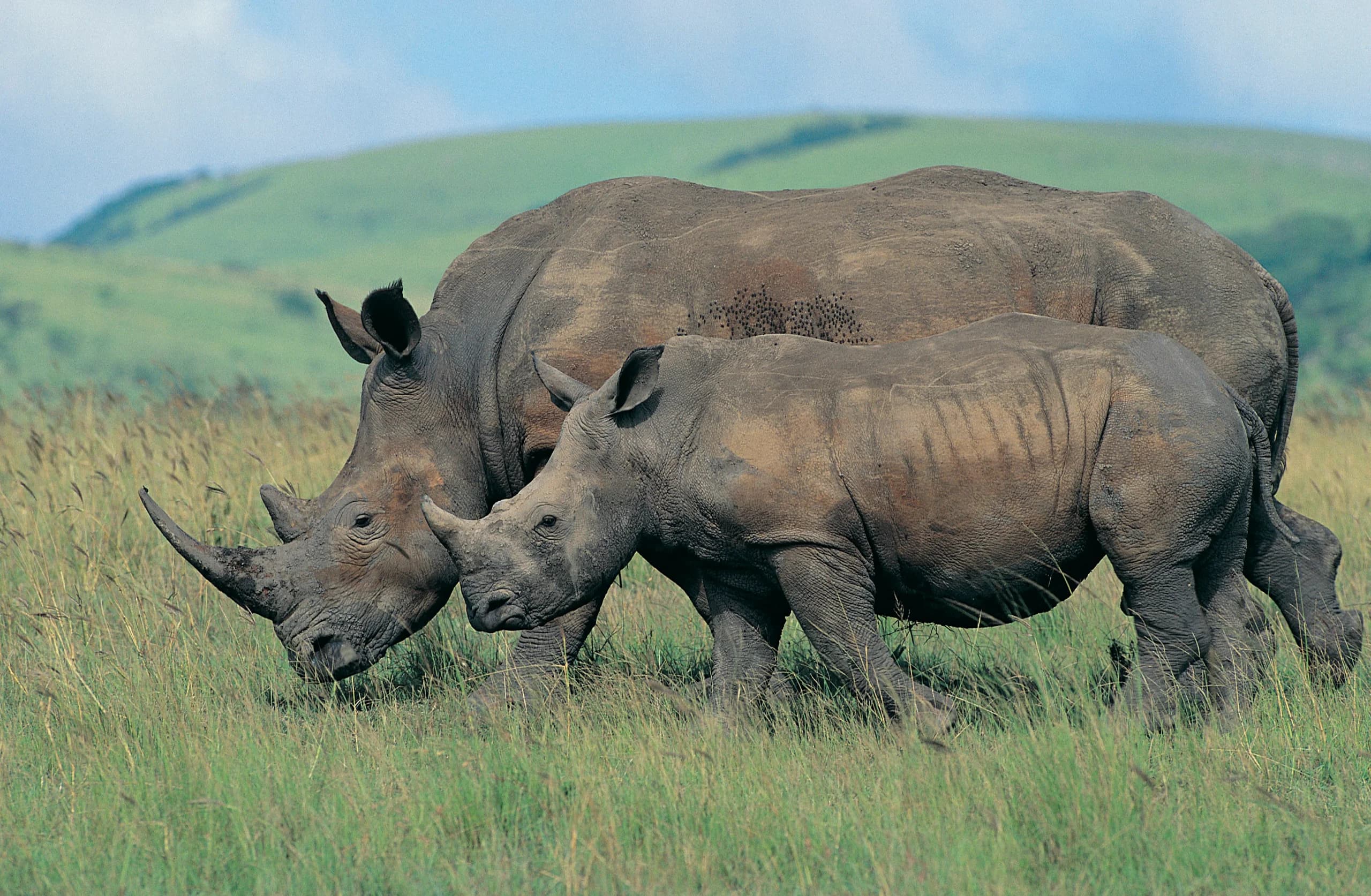 One-horned rhinos, Kaziranga
